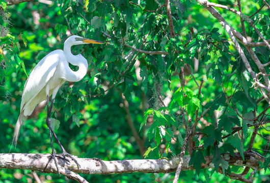 Egret in a Tree
