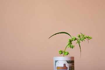 Money and marijuana. Concept of green plant grow CBD hemp. Sheet of cannabis sticks out of a...