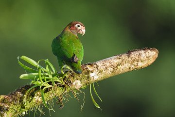 Brown-hooded parrot on branch