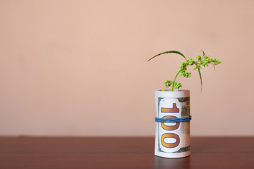 US dollar bill in the form of tube from which green marijuana sprout with seeds sticks out. Money...