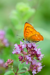 Butterfly (Lycaena virgaureae)