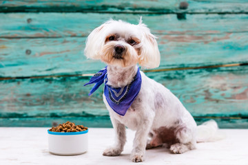 Maltese dog and tasty dog food.