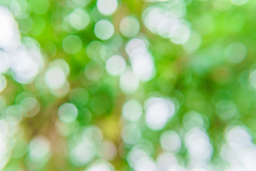 Naklejka na ściany i meble Nature green blurred background