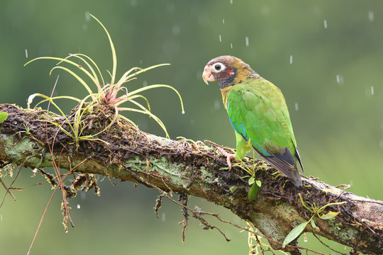 Brown-hooded parrot on branch in rain