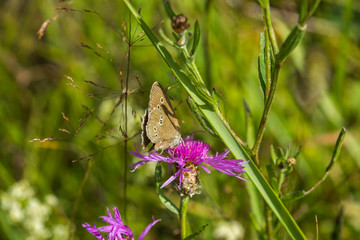 A butterfly sits on a thistle flower