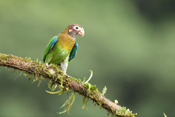 Brown-hooded parrot on branch