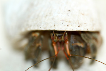 Macro shot of a little crab in a shell in Raja Ampat, south-east Asia.