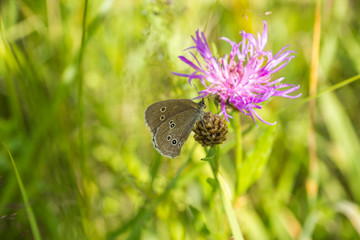 A butterfly sits on a thistle flower