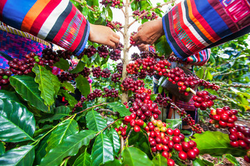 Tribe Lahu women collecting coffee berries in a coffee garden.