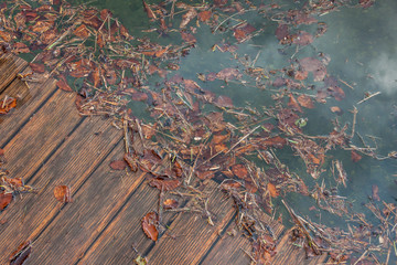 Nature background - leafs on the lake.