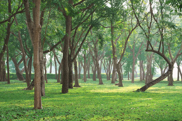 Fototapeta na wymiar Green tropical garden field in the morning.