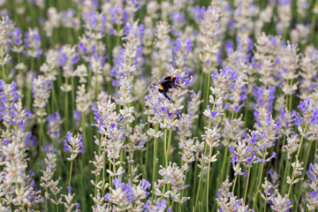 Obraz premium Honey bee on a lavender flower