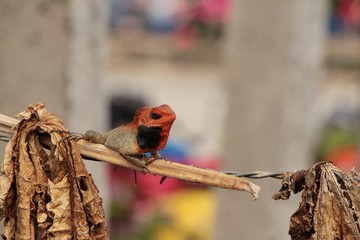 Male Oriental garden lizard (Calotes versicolor), also known as bloodsucker or changeable lizard, sits on the dry branch in Nepal near Ramechhap. Nature, reptiles, animals and wildlife concept.