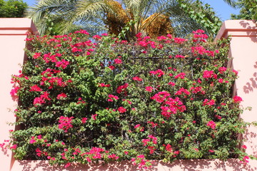 Pink Bougainvillea flowers