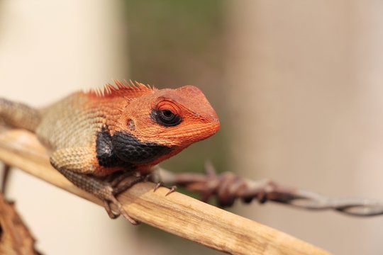 Male Oriental garden lizard (Calotes versicolor), also known as bloodsucker or changeable lizard, sits on the dry branch in Nepal near Ramechhap. Nature, reptiles, animals and wildlife concept.