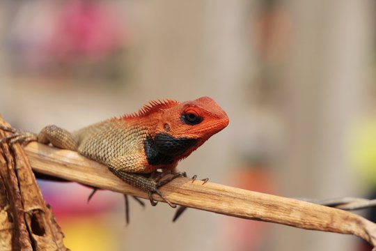 Male Oriental garden lizard (Calotes versicolor), also known as bloodsucker or changeable lizard, sits on the dry branch in Nepal near Ramechhap. Nature, reptiles, animals and wildlife concept.