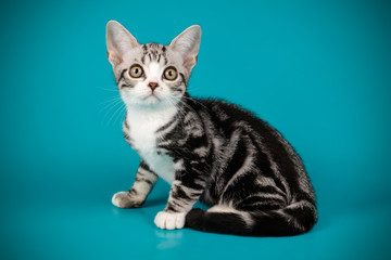 American shorthair cat on colored backgrounds