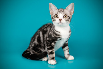 American shorthair cat on colored backgrounds
