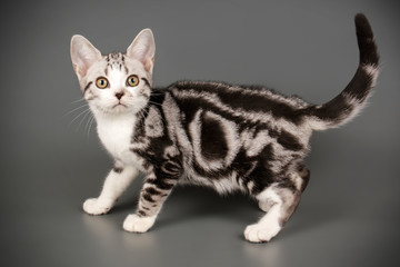 American shorthair cat on colored backgrounds