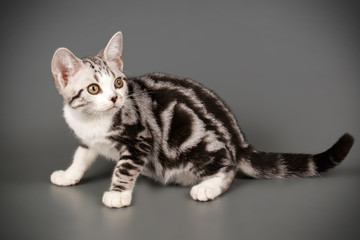 American shorthair cat on colored backgrounds