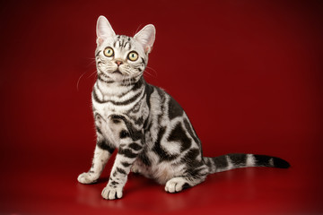 American shorthair cat on colored backgrounds