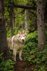 Free and beautiful dog breed siberian husky standing in the green forest.