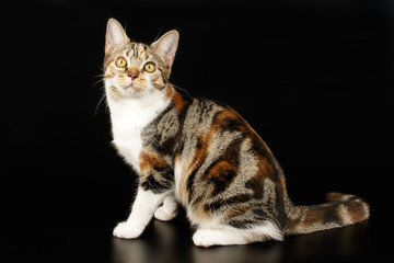 American shorthair cat on colored backgrounds