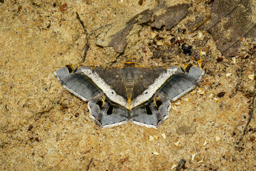 Image of moth or butterfly (semiothisa eleonora) on the ground. Insects. Animals.
