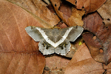 Image of moth or butterfly (semiothisa eleonora) on dry leaves. Insects. Animals.