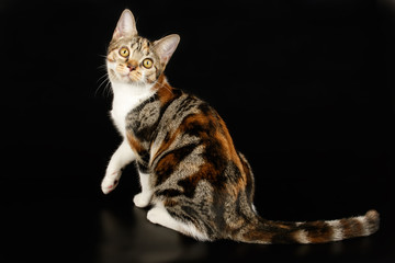 American shorthair cat on colored backgrounds