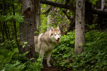 Free and cute dog breed siberian husky standing in the green forest.