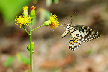 Image of lime butterfly(Papilio demoleus) is sucking nectar from flowers on a natural background. Insects. Animals.