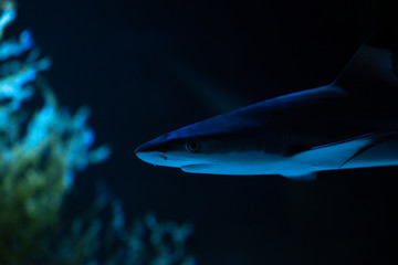 Nice big white shark in the dark nature danger fish aquarium hobby