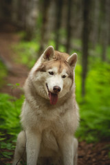 Happy and beautiful dog breed siberian husky sitting in the green forest.