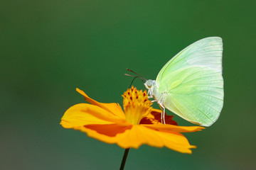 Image of lemon emigrant butterfly( Catopsilia pomona) is sucking nectar from flowers on a natural background. Insects. Animals.