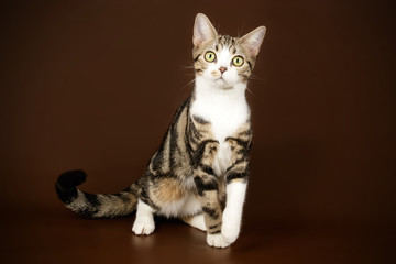 American shorthair cat on colored backgrounds