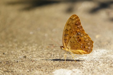 Image of common yeoman butterfly(Cirrochroa tyche rotundata) on the ground. Insects. Animals.
