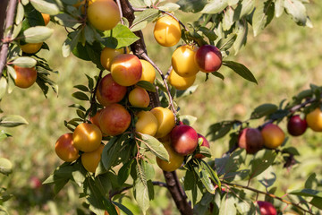 Heavy fruits of red-yellow plum on the branches of a tree