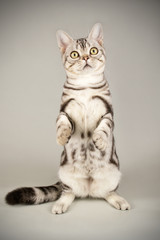 American shorthair cat on colored backgrounds