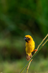 Bright and yellowish male Asian Golden Weaver perching on perch, looking into a distance