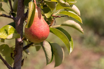 Pear on a tree branch on a sunny day
