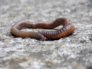 one long worm on concrete