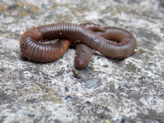 one long worm on concrete