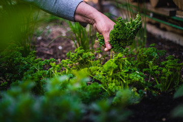 A woman picks and cuts parsley in the raised bed