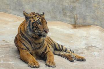 Close up tiger on cement floor in thailand