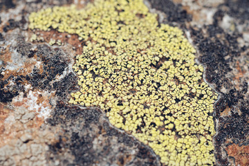 Moss and lichen grow on a stone. Macro. background of Lichen Moss stone.