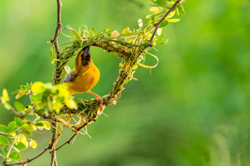 Bright and yellowish male Asian Golden Weaver weavering its nest during spawning season