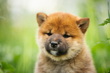 Fototapeta na wymiar sweet and beautiful red shiba inu puppy sitting in the green grass in summer