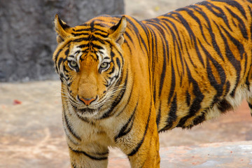 Fototapeta na wymiar Close up head tiger is look camera on cement floor in thailand