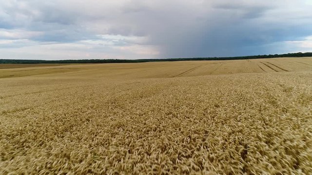 Low flight over the earworms of ripe wheat.